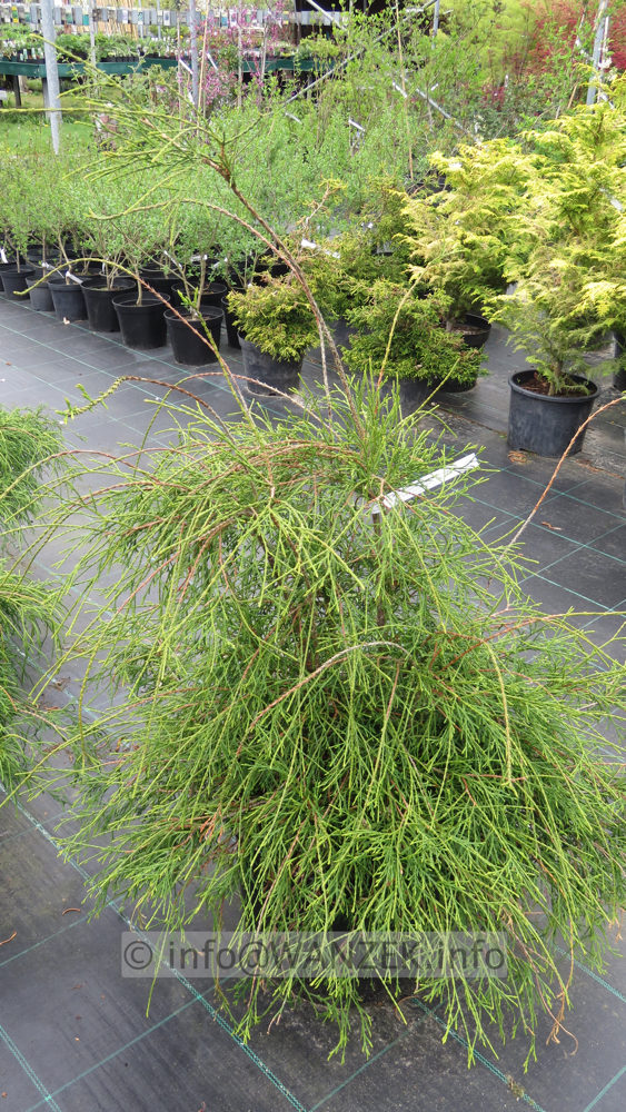 Thuja occidentalis Filiformis 02.JPG